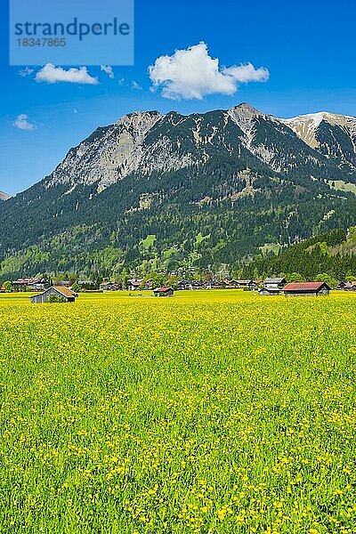 Almwiese  Lorettowiesen bei Oberstdorf  hinten die Allgäuer Alpen  Allgäu  Bayern  Deutschland  Europa