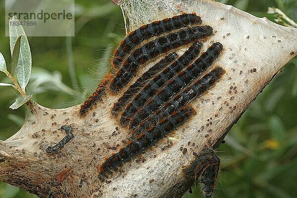 Nachtfalter Frühlings-Wollafter (Eriogaster lanestris) haarige Raupen mit Gespinst  Allgäu  Bayern  Deutschland  Europa