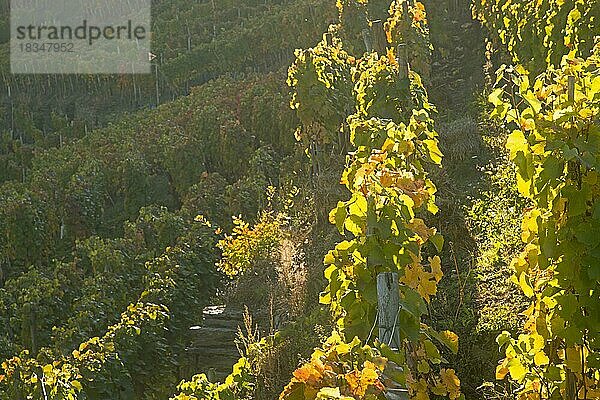 Weinberge im Herbst  Ahrtal  hier wird Rotwein der Spätburgunder und Portugieser Traube angebaut  Rotweinanbaugebiet  Eifel  Rheinland-Pfalz  Deutschland  Europa