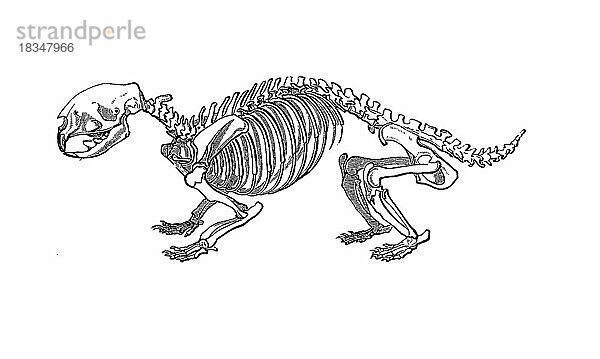 Skelett des Stachelschwein  Gewöhnliches Stachelschwein (Hystrix cristata)  Skeleton of the porcupine  common porcupine  Historisch  digital restaurierte Reproduktion einer Originalvorlage aus dem 19. Jahrhundert  genaues Originaldatum nicht bekannt