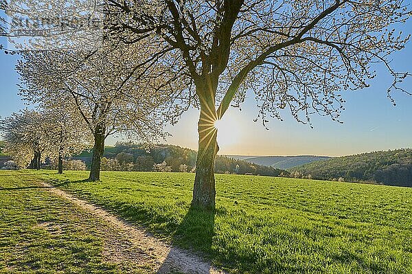 Landschaft  Kirschbaum  Blüten  Weg  Sonnenuntergang  Frühling  Reichartshausen  Amorbach  Odenwald  Bayern  Deutschland  Europa