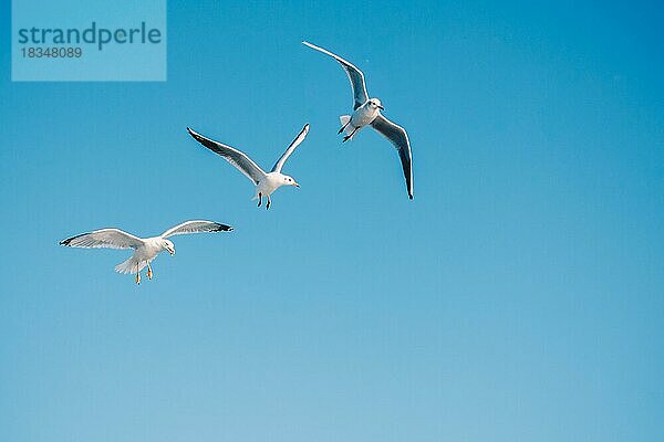 Möwen fliegen in den Himmel Hintergrund