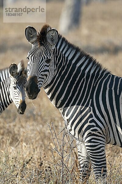 Steppenzebra der Unterart Crawshay-Zebra (Equus quagga crawshayi)  Tierportrait  Seitenlicht  South Luangwa  Sambia  Afrika
