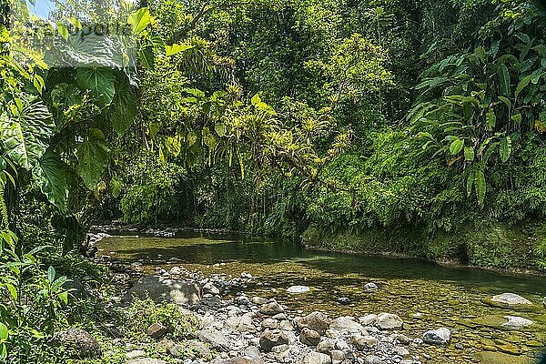 Urwald und Fluss im Nationalpark Guadeloupe  Basse Terre  Guadeloupe  Frankreich  Nordamerika