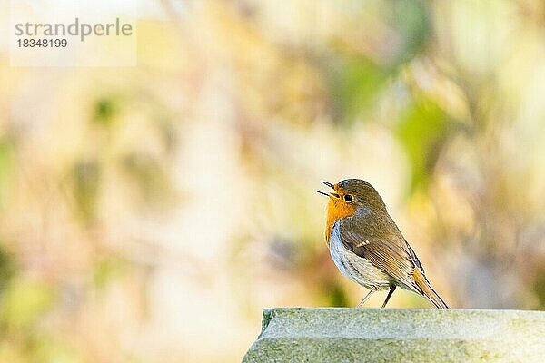 Singendes Rotkehlchen (Erithacus rubecula) steht auf Steinmauer  Hessen  Deutschland  Europa