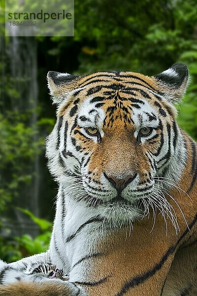 Sibirischer Tiger (Panthera tigris altaica)  Nahaufnahme mit Jungtier