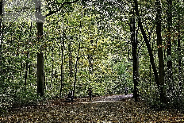Herbstliche Laubbäume im Stadtwald Eilenriede  Hannover  Niedersachsen  Deutschland  Europa