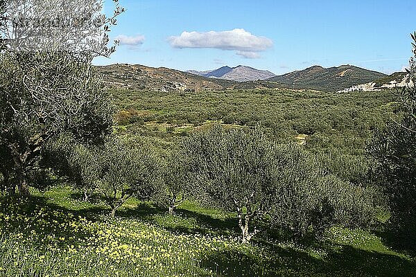 Oliven (olivae)  Olivenbäume  grüne Wiese  gelbe Blumen  Hügel  Berge  blauer Himmel mit weißen Wolken  Insel Kreta  Griechenland  Europa