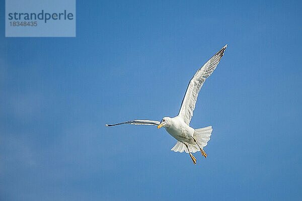 Einzelne Möwe fliegt in einem blauen Himmel als Hintergrund