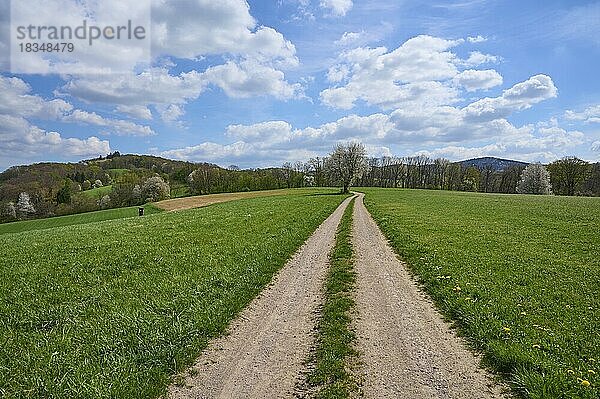 Landschaft  Feldweg  Getreidefeld  Wiese  Wolken  Mittelgebirge  Frühling  Birkenau  Odenwald  Hessen  Deutschland  Europa