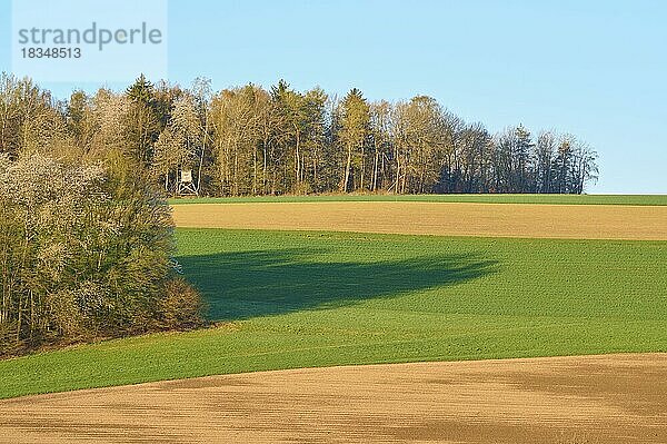 Landschaft  Getreidefeld  Wald  Morgen  Frühling  Reichartshausen  Amorbach  Odenwald  Bayern  Deutschland  Europa