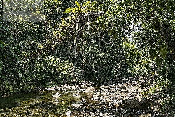 Urwald und Fluss im Nationalpark Guadeloupe  Basse Terre  Guadeloupe  Frankreich  Nordamerika