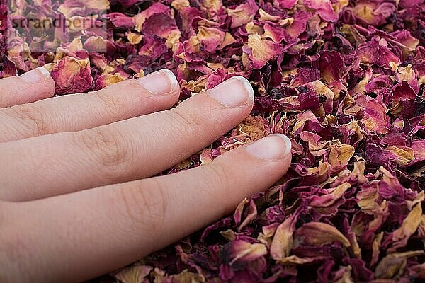 Getrocknete Rosenblütenblätter als Kräutertee in der Hand