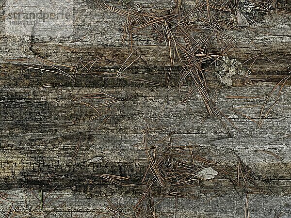 Fichtennadeln liegen auf einem umgefallenen toten Baumstamm im Naturschutzgebiet Seeberg auf dem Großen Seeberg  Drei Gleichen  Thüringen  Deutschland  Europa
