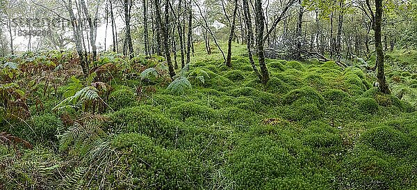 Eichenwald  Ariundle Oakwood National Nature Reserve  Strontian  Schottland  Großbritannien  Europa