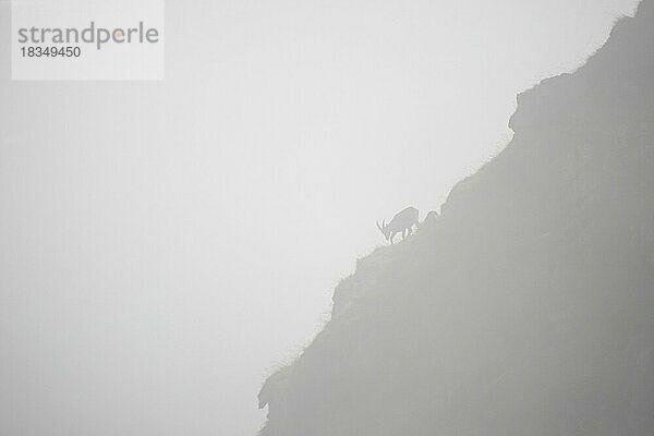 Alpensteinbock (Capra ibex) als Silhouette am Berg bei dichtem Nebel  Toggenburg  Kanton St. Gallen  Schweiz  Europa