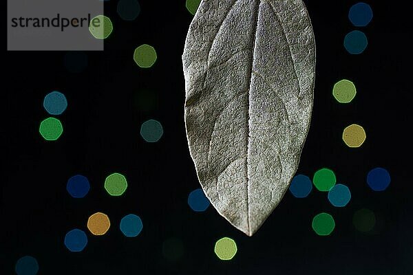 Trockenes Blatt auf einem Bokeh-Licht vor einem dunklen Hintergrund