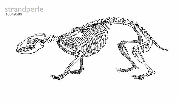Skelett des Igel (Erinaceus roumanicus)  Skeleton of hedgehog  Historisch  digital restaurierte Reproduktion einer Originalvorlage aus dem 19. Jahrhundert  genaues Originaldatum nicht bekannt