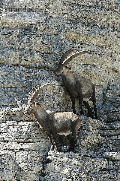 Alpensteinbock (Capra ibex) männliche Tiere in fast senkrechter Felswand  Toggenburg  Kanton St. Gallen  Schweiz  Europa