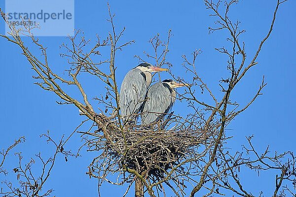 Graureiher (Ardea cinerea)  Paar auf dem Nest