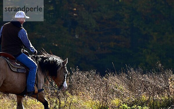 Detailansicht eines American Quarter Horse Hengstes der Farbe buckskin beim Training im Westernreiten im Herbst mit Zaumzeug  Gebiss und Sattel  Rheinland-Pfalz  Deutschland  Europa