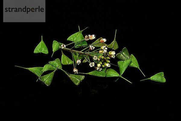 Heilpflanze Hirtentäschel  Hirtentäschelkraut (Capsella bursa-pastoris)  Hirtentaeschel  dem Hirtentäschelkraut werden traditionell Wirkungen gegen unterschiedlichste Beschwerden zugesprochen. So soll es unter anderem den Blutdruck regulieren  die Verdauung fördern  gegen Rheuma und Gicht sowie gegen Nasenbluten helfen  Heilpflanzliche Anwendung ohne Gewähr