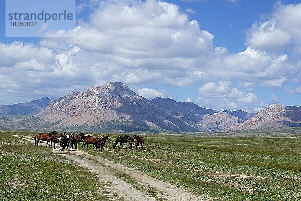 Pferde  Tian Shan-Gebirge nahe der chinesischen Grenze  Region Naryn  Kirgisistan