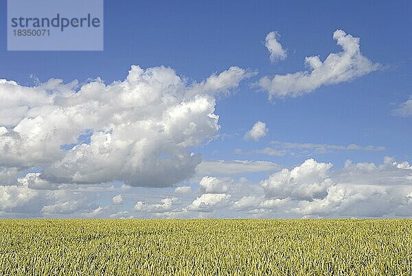 Grünes Getreidefeld  blauer Wolkenhimmel  Nordrhein-Westfalen  Deutschland  Europa
