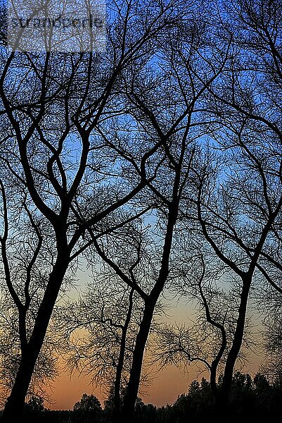 Baumstämme mit kahlen Ästen von Pappeln als Silhouette im Sonnenuntergang entlang des Damme-Kanals im Herbst in Damme  Westflandern  Belgien  Europa