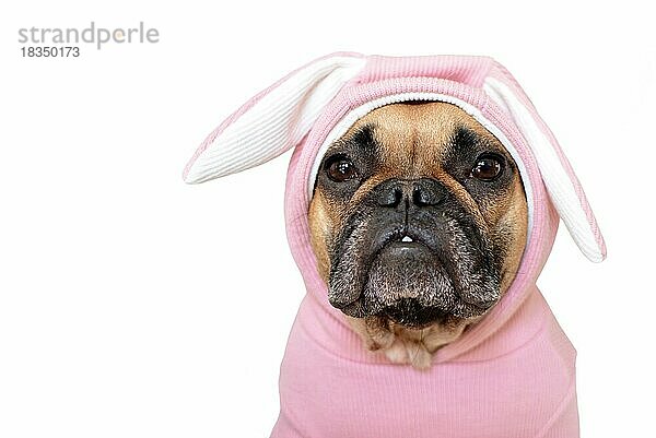 Portrait niedlichen Französisch Bulldogge Hund Mädchen in einem rosa Osterhase Kostüm auf weißem Hintergrund