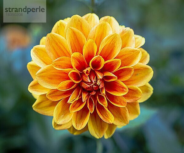 Einzelne orange Dahlia Blume mit Bokeh Hintergrund