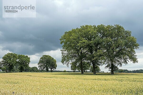 Landschaft mit Laubbäumen  Getreidefeld  Münsterland  Nordrhein-Westfalen  Deutschland  Europa