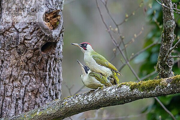 Grünspecht (Picus viridis) Paarung  Deutschland  Europa