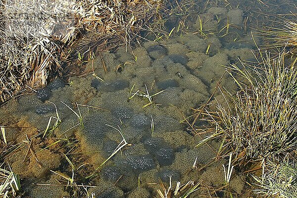 Grasfrosch (Rana temporaria) Laichballen in einem Wassergraben  Allgäu  Bayern  Deutschland  Europa