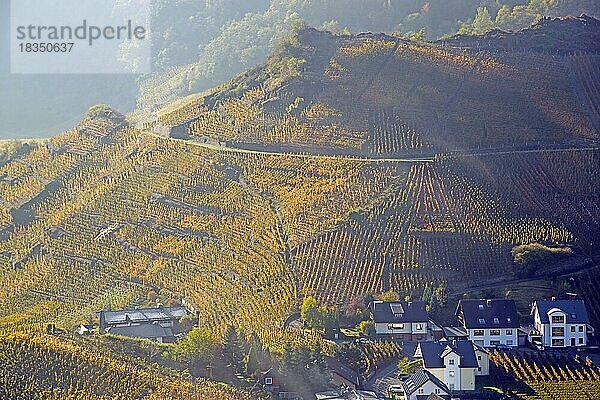 Weinberge im Herbst  Mayschoß  Ahrtal  hier wird Rotwein der Spätburgunder und Portugieser Traube angebaut  Rotweinanbaugebiet  Eifel  Rheinland-Pfalz  Deutschland  Europa
