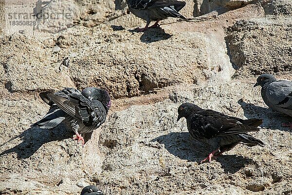 Tauben sitzen auf einem Felsen im Hintergrund