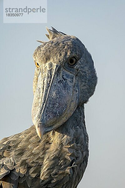 Schuhschnabel (Balaeniceps rex)  auch Abu Markub  Tierportrait  schräg  frontal  im Abendlicht  vor Himmel  Bangweulu Sümpfe  Sambia  Afrika