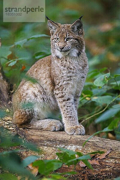 Luchs (Lynx lynx)  Deutschland  Europa