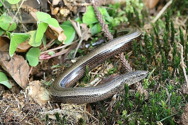 Blindschleiche (Anguis fragilis) kriecht über den Waldboden  Allgäu  Bayern  Deutschland  Europa