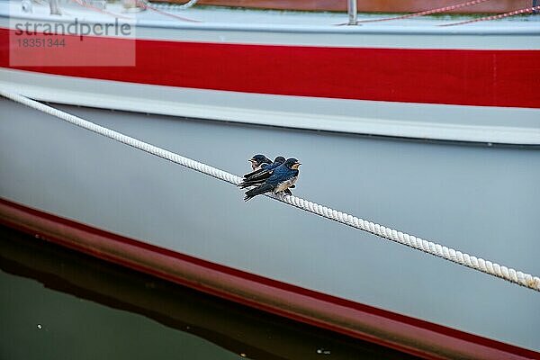 Drei junge Rauchschwalben (Hirundo rustica) sich aneinander schmiegend auf einer Bootsleine vor maritim-nautischer Kulisse