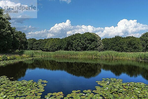 Landschaft im Naturschutzgebiet De Manteling beim Schloss Westhove  Oostkapelle  Zeeland  Niederlande  Europa