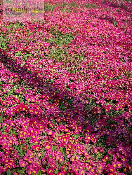 Blühende Frühlingsblumen als bunter Hintergrund