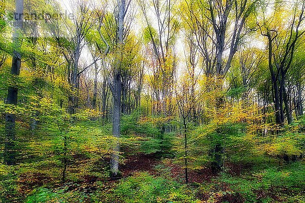 Herbstfarbener Buchenwald (Fagus sylvatica) im Nebel  Jurapark  Kanton Aargau  Schweiz  Europa