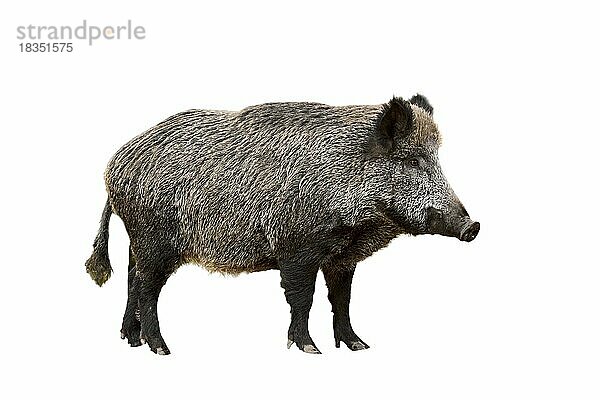 Wildschwein (Sus scrofa) vor weißem Hintergrund