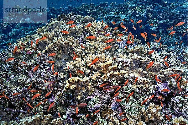 Kleiner Fischschwarm Schwarm von Juwelen-Fahnenbarsche (Pseudanthias squamipinnis) schwimmt über Korallenblock aus Steinkorallen (Scleractinia) in Korallenriff  Rotes Meer  El Quseir  Ägypten  Afrika