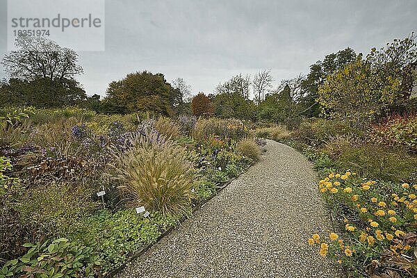 Staudenbeet mit Gräsern  Berggarten Hannover  Niedersachsen  Deutschland  Europa