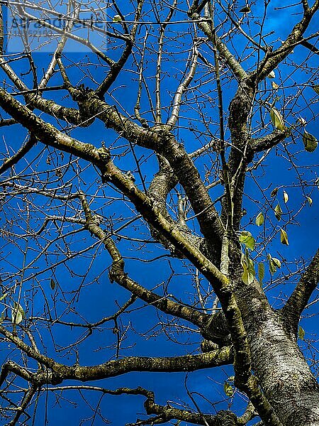 Krone von einem Kirschbaum (Prunus cerasus) vor blauem Himmel im Herbst  Braunschweig  Niedersachsen  Deutschland  Europa