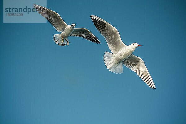 Paar Möwen fliegen in einem blauen Himmel Hintergrund