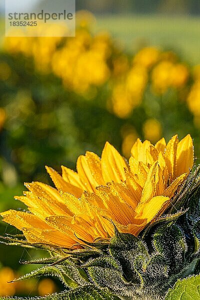 Sonnenblumen bei Sonnenaufgang  Gechingen  Deutschland  Europa