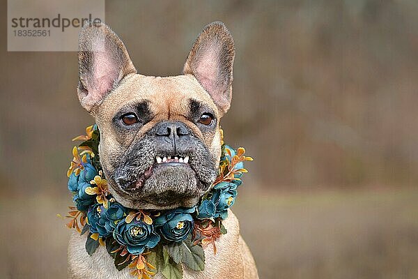 Schönes Porträt einer weiblichen braunen Französischen Bulldogge mit Lächeln und Überbiss  die ein selbstgebasteltes blaues Blumenhalsband vor einem unscharfen Hintergrund trägt